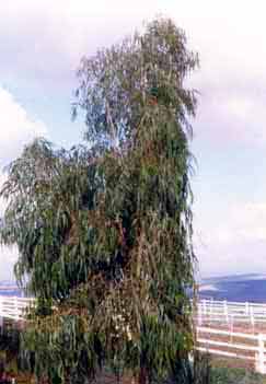 Eucalyptus citriodora Hook.