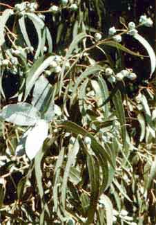 Eucalyptus globus Labill.