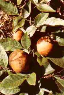 Aegle marmelos L.) Correa (Bengal quince, Bel, Bael tree)