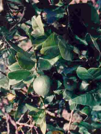 Citrus aurantifolia (Christm.) Swingle.