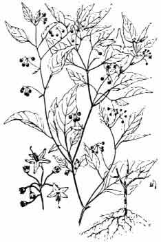 Solanum nigrum L. syn. S. rumphii Dun.;S. americanum Mill