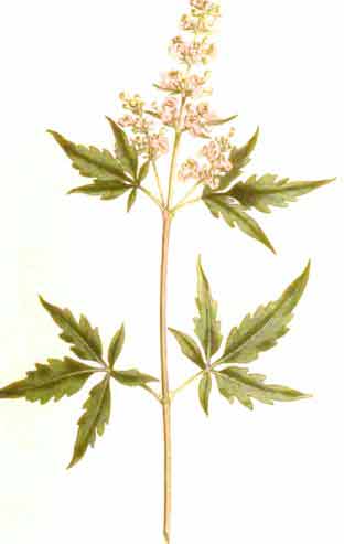Vitex negundo L. syn. V. spicata Lour.; V. paniculata Lamk.