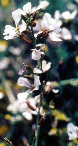 Eruca vesicaria (L.) Cav. subsp. sativa (Mill.)  Thell. syn. E. sativa L.