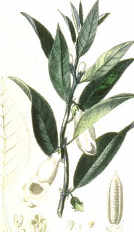Sesamum orientale L. syn. S. indicum L.