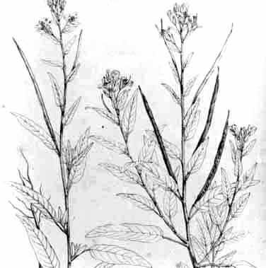Cleome monophylla L.