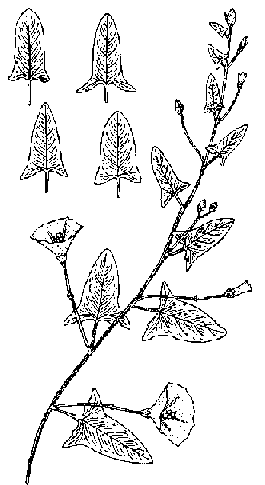 Convolvulus arvensis L.