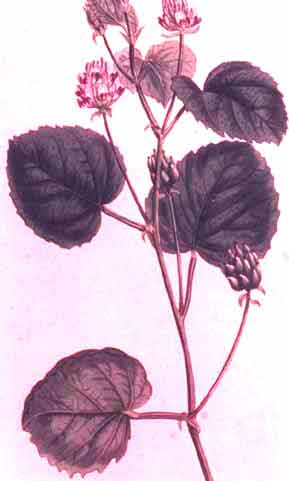 Psoralea coylifolia syn. Trifolium unifolium Forsk.