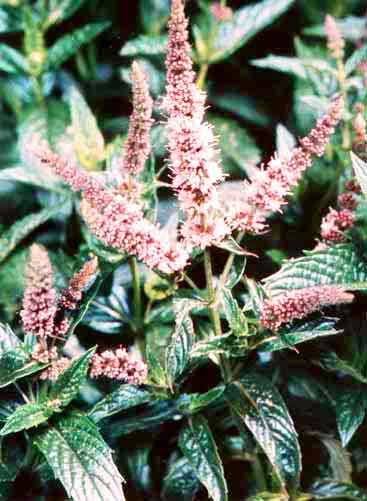 Mentha spicata L. (Spearmint)
