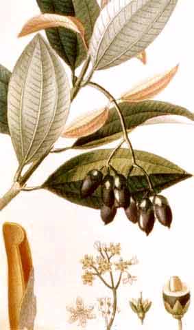 Cinnamomum aromaticum Ness (C. cassia)