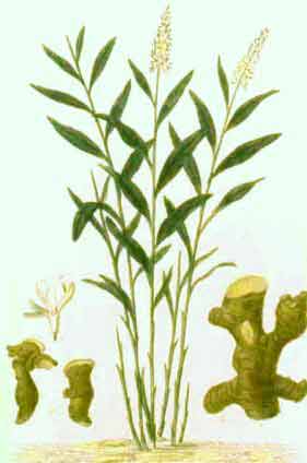 Alpinia galanga (L.) Willd. syn. Languas galanga (L.) Stuntz.; A. pyramidata Bl.
