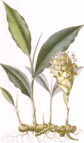 Curcuma longa L.  syn. C. domestica Val.