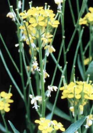 Brassica juncea (L.) Czern. Coss.