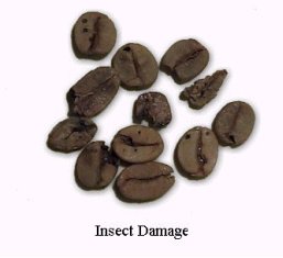 Insect Damage