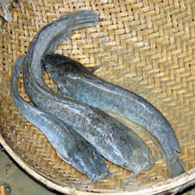 The result of the efforts of the participants:  African catfish ready to be eaten or sold.