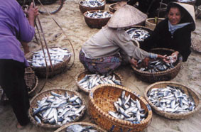 Commercialisation de poisson dans la province de Ha Tinh (photo RVA 2000)