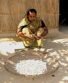 Las Alternativas de la cria de bagres: produccin de biri (15 taka/da, 30 US cents)