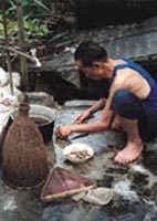 Fish and other aquatic organisms from rice-based ecosystems often form part of the daily main meal (China)