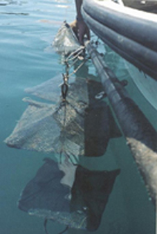 Suspended pearl nets of calico scallop (Argopecten gibbus) in Bermuda