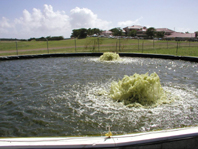 Green water tank tilapia culture in the US Virgin Islands