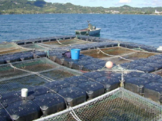 Experimental raft with floating cages for red drum (Sciaenops ocellatus) culture in Martinique