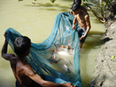 Rohu cultured in a family fish pond in Myanmar