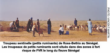 Troupeau sentinelle (petits ruminants) de Ross-Bethio au Sngal. Les troupeaux de petits ruminants sont situs dans des zones  fort risque de FVR le long du fleuve Sngal