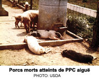 Porcs morts atteints de PPC aigu