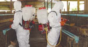 Disinfection in poultry farm, Cambodia