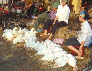 White ducks in a Hanoi market, Viet Nam