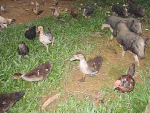 The village scene: chickens, ducks and pigs, Lao People's Democratic Republic