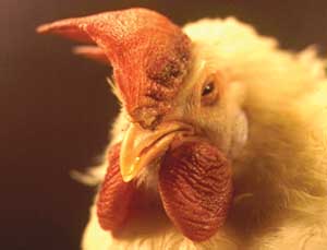 Severe oedema of the comb, wattles and periorbital area in a chicken