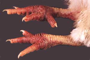 Subcutaneous haemorrhage of the legs and feet with severe oedema of the feet in a chicken