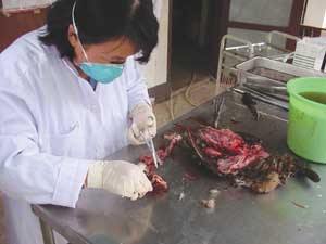 Necroscopy on ducks at the Diagnostic Laboratory at the National Animal Health Center in Vientiane, Lao People’s Democratic Republic