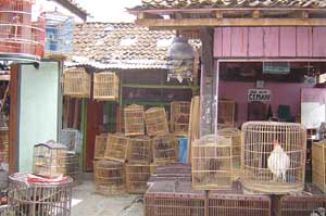 Live market in Yogyakarta, Indonesia: wild and domestic birds