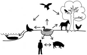Figure 1: "Habitats" of avian influenza A viruses