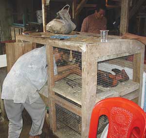 Live birds for sale in a traditional market, Lampung, Sumatra, Indonesia