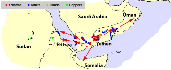 3 septembre. Déplacement d’essaims vers les hautes terres du Yémen et le sud d’Oman