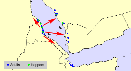 16 février. Les opérations de lutte contre le Criquet pèlerin continuent sur la côte de la mer Rouge