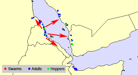 2 mars. Éclosion et formation de bandes larvaires sur la côte du Soudan