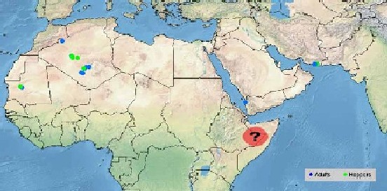 2 June. Undetected breeding may be in progress in eastern Ethiopia