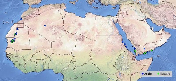 2 mars. Persistance d’une activité réduite du Criquet pèlerin dans le nord-ouest de la Mauritanie et le long de la mer Rouge