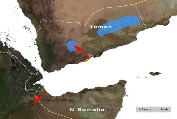 2 avril. Résurgences du Criquet pèlerin au Yémen et dans le nord de la Somalie