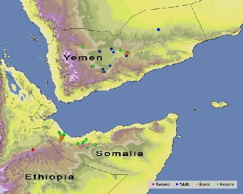 21 mai. Éclosions et formation de bandes larvaires au Yémen et dans le nord de la Somalie