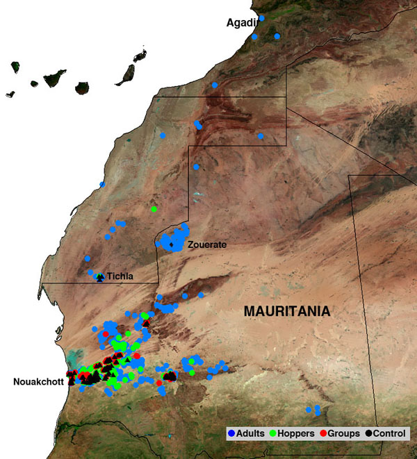 2 décembre. Poursuite de l’amélioration de la situation relative au Criquet pèlerin en Mauritanie