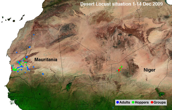 14 décembre. Concentration des criquets et augmentation de leur densité au Niger