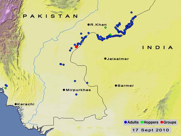 17 septembre. Criquets pèlerins signalés le long de la frontière indo-pakistanaise