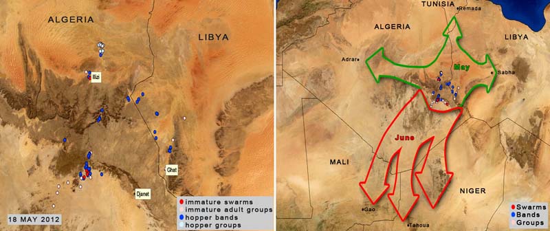 18 mai. Formation de quelques très petits essaims dans le sud-est de l’Algérie
