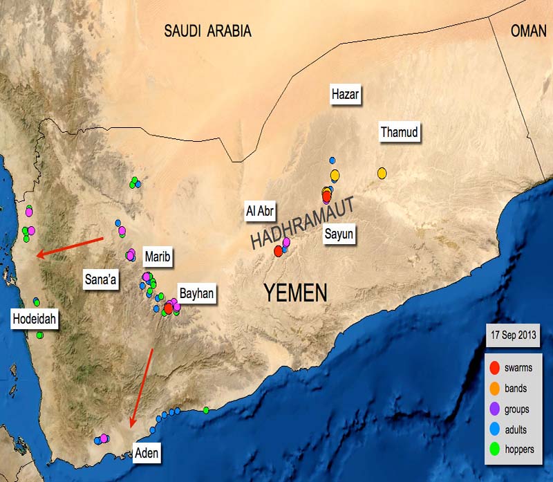 17 septembre. Situation relative au Criquet pèlerin potentiellement dangereuse au Yémen