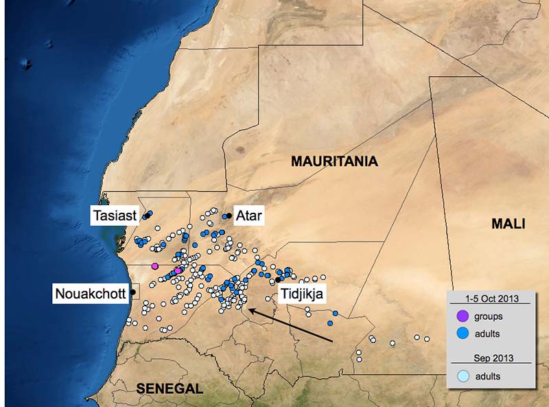11 octobre. Essaims au Yémen; résurgence en Mauritanie