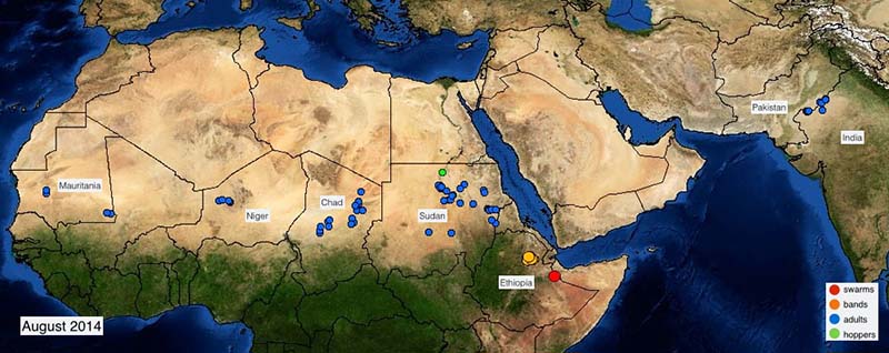 2 septembre. Des pluies exceptionnellement bonnes peuvent donner naissance à des infestations acridiennes d’envergure dans le Sahel